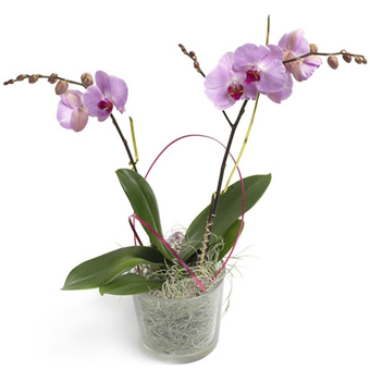 Orchidee in violette verschenken
