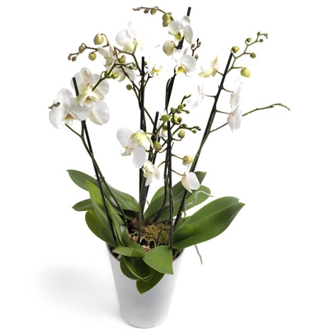 Deluxe Orchidee bestellen | Deluxe Pflanzen Versand