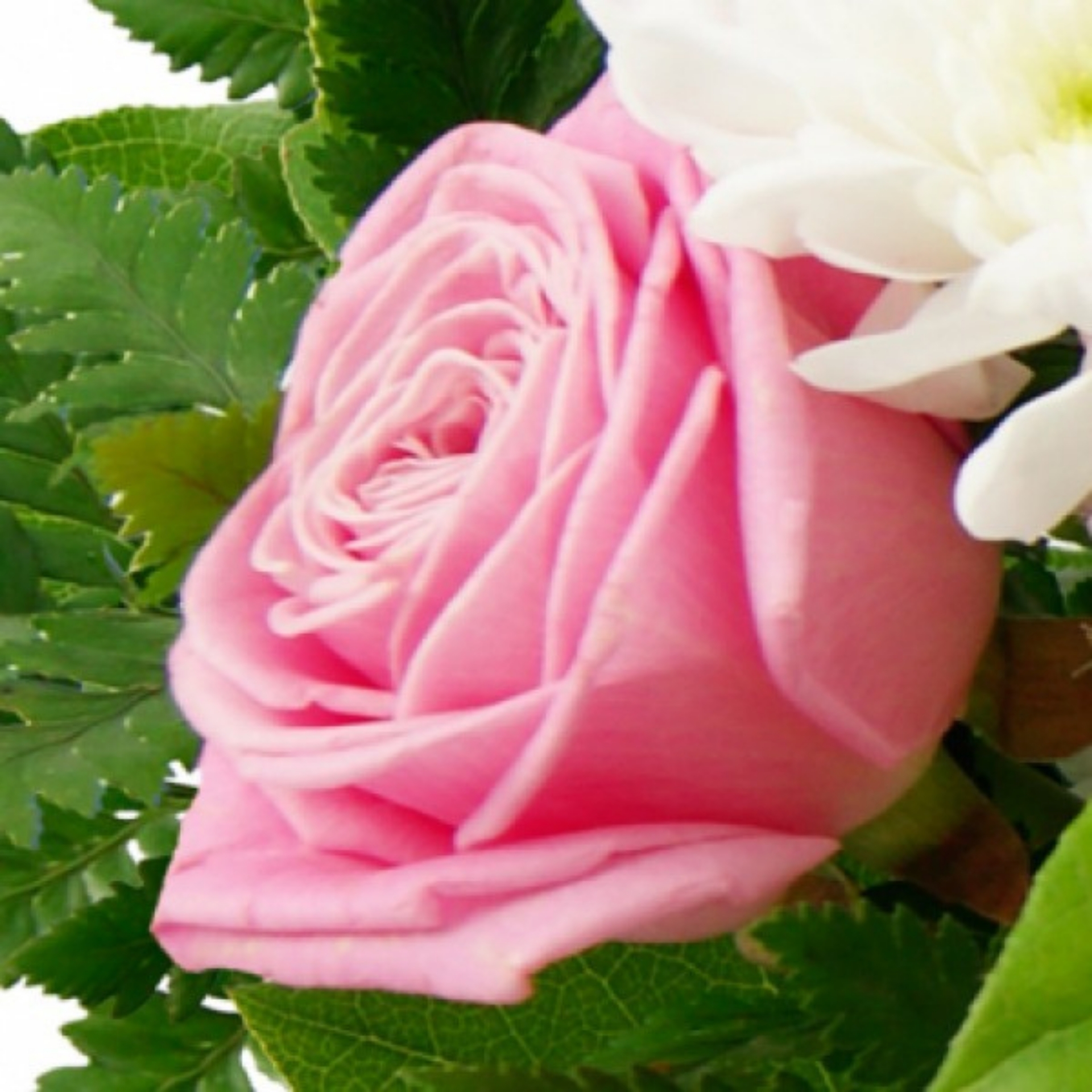 Blumenfreude weiß-rosa