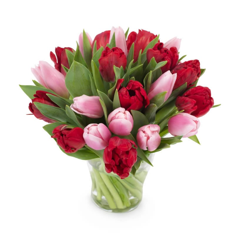 Tulpenstrauß in rot und pink