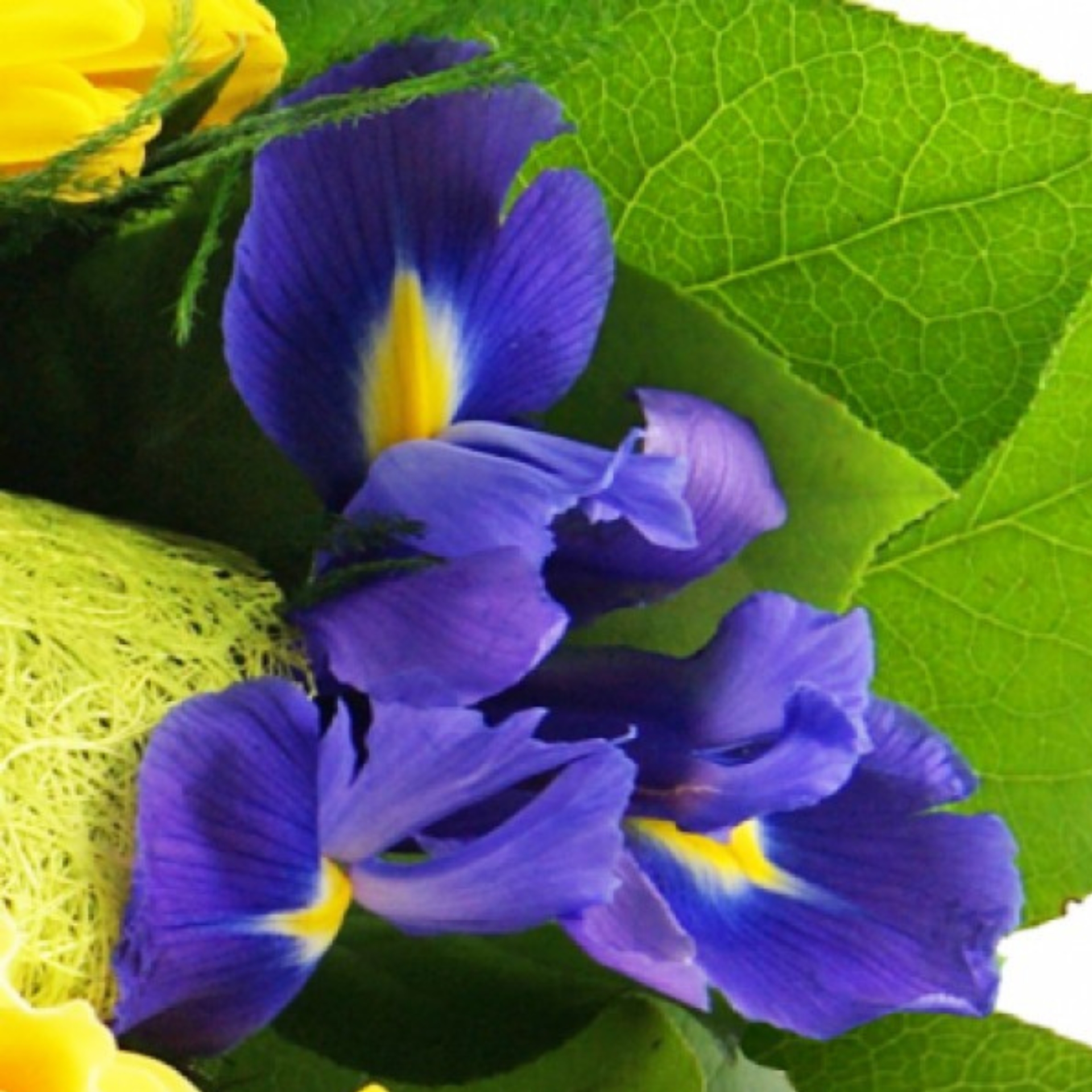 Blumenstrauß Sonnenaufgang mit blauer Iris