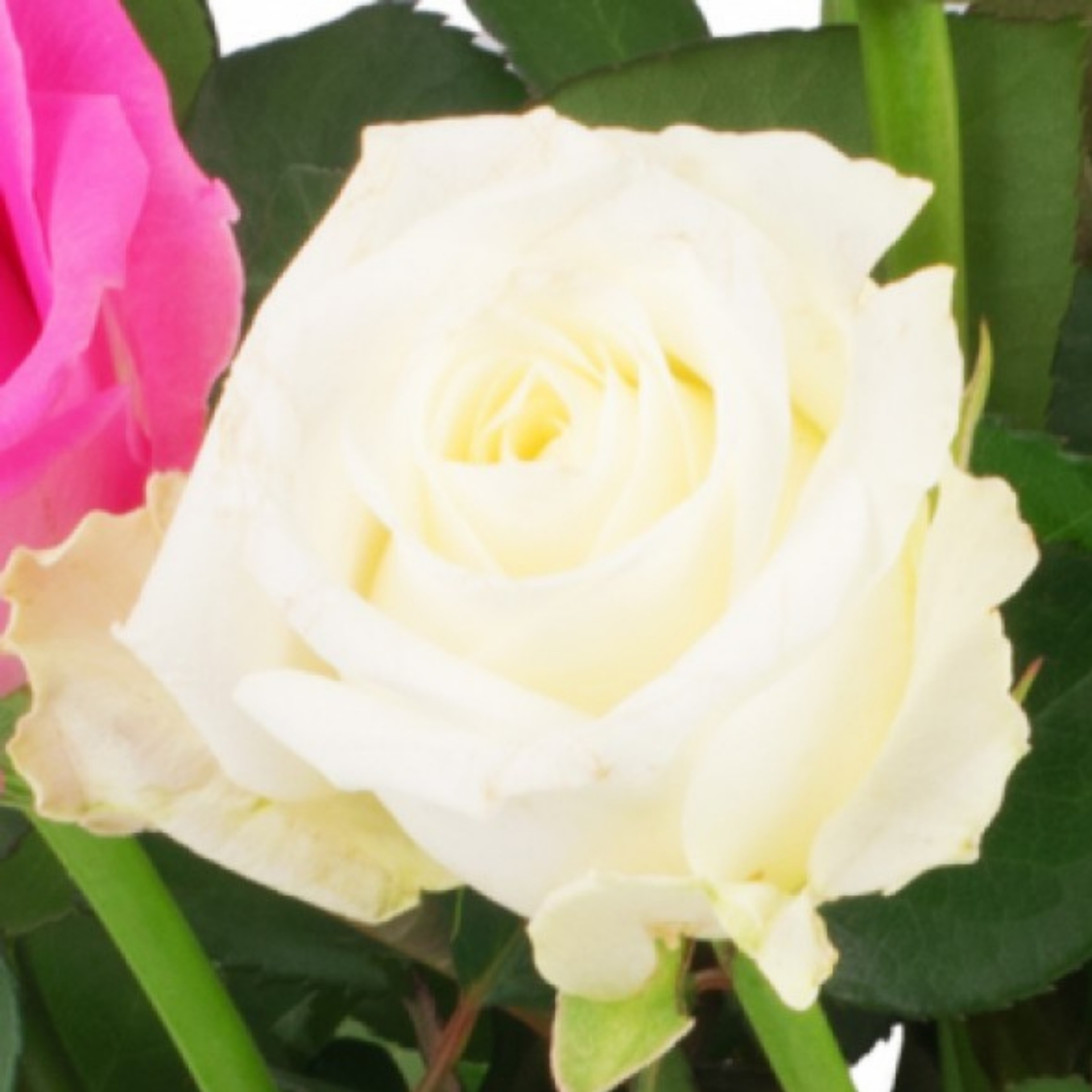 Rosenstrauß 15 rosa-weiße Rosen