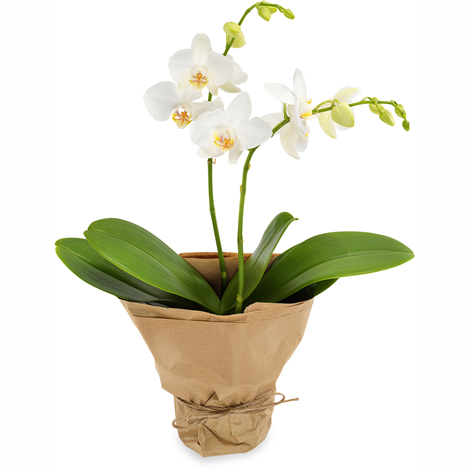 Phalaenopsis Orchidee in weiß