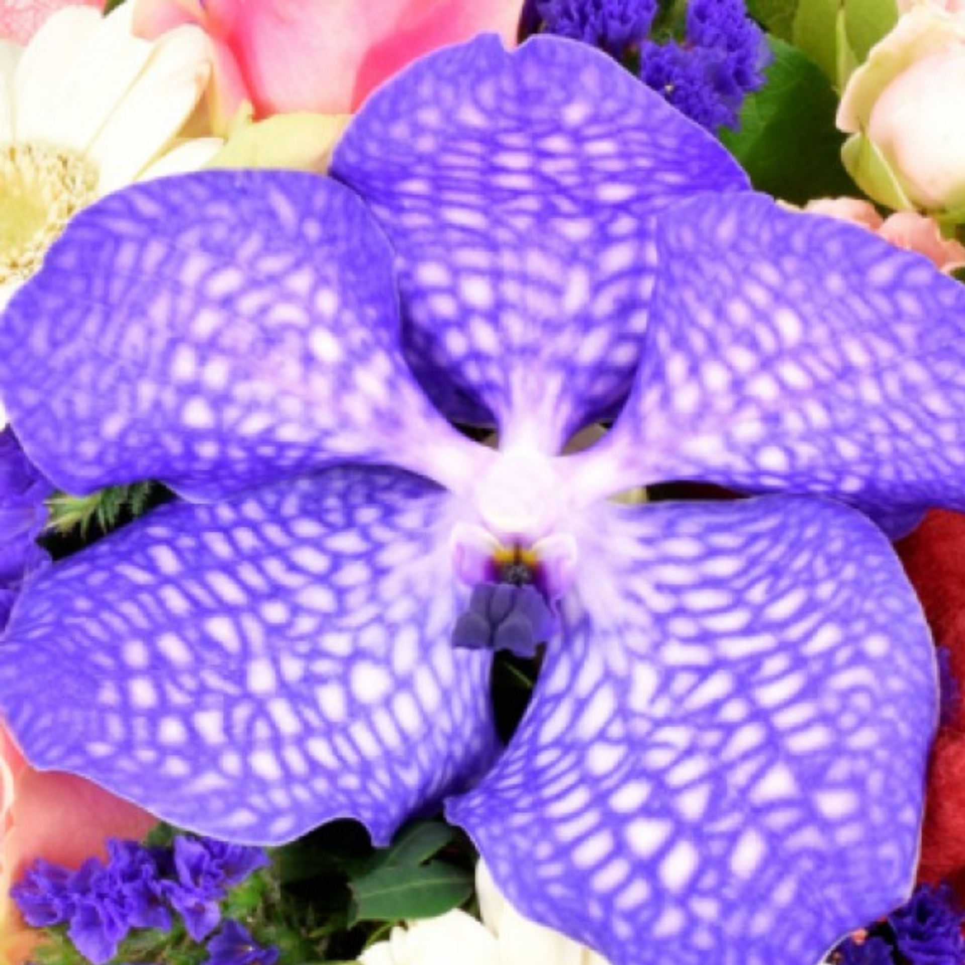 Blumenstrauß blaues Orchideenmeer