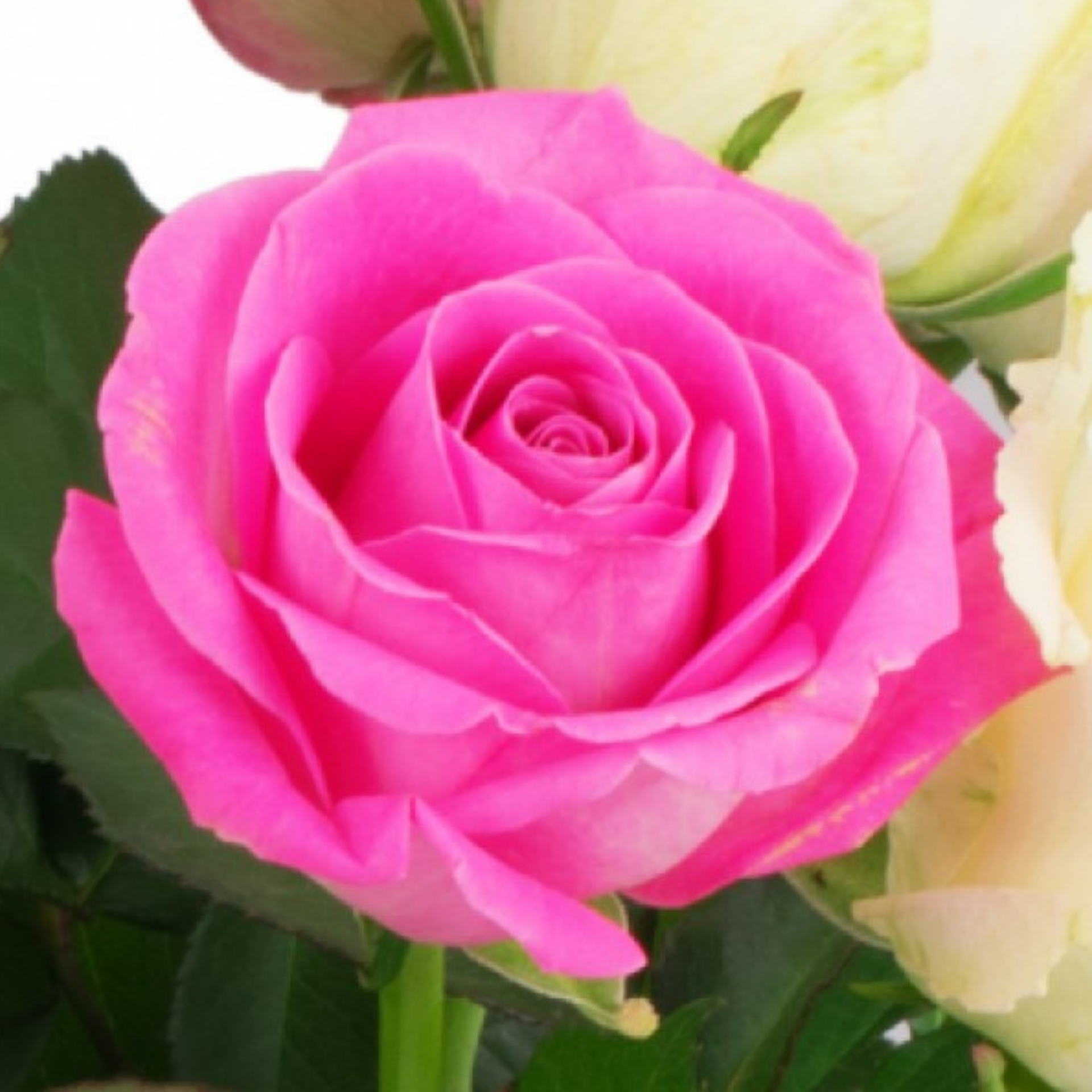 Rosenstrauß 15 rosa-weiße Rosen